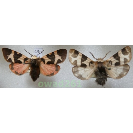 Watsonarctia casta (Esper, 1785) pair Czech43n